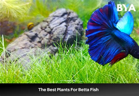 Best Live Plants For Betta Fish